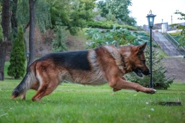 Alman köpeği Alman kurdu hareket eder, oynar ve yeşil çimlerde zıplar. Soy köpeği güneşli bir yaz gününde açık havada..