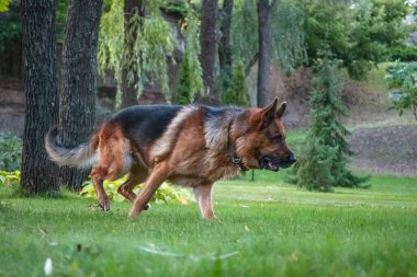 Alman köpeği Alman kurdu hareket eder, oynar ve yeşil çimlerde zıplar. Soy köpeği güneşli bir yaz gününde açık havada..