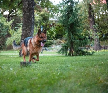 Alman köpeği Alman kurdu hareket eder, oynar ve yeşil çimlerde zıplar. Soy köpeği güneşli bir yaz gününde açık havada..