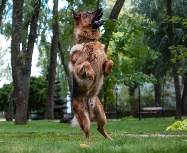 Dog German Shepherd moves, plays and jumps on a green lawn. Pedigree dog outdoors on a sunny summer day.