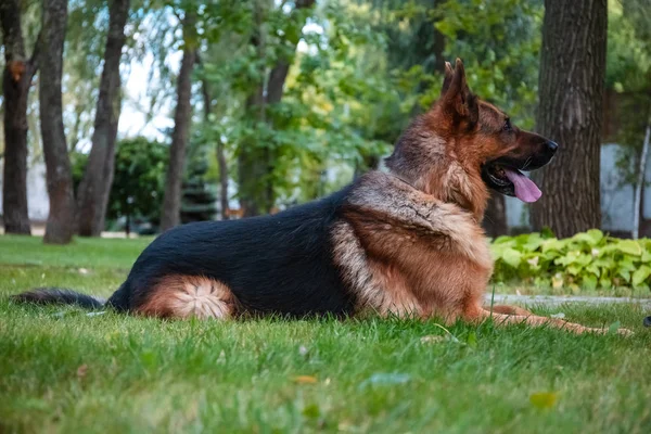 Hund Deutscher Schäferhund liegt auf grünem Gras. schöne Sommer Natur im Freien. — Stockfoto