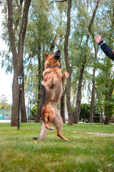 Dog German Shepherd moves, plays and jumps on a green lawn. Pedigree dog outdoors on a sunny summer day.