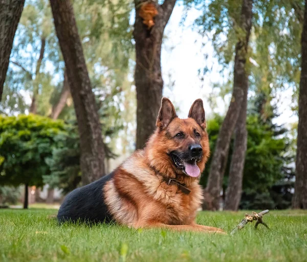 Pastor alemán perro se encuentra en la hierba verde. Hermosa naturaleza al aire libre de verano . —  Fotos de Stock