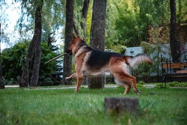 德国牧羊犬在绿草上玩木制圆木. 美丽的夏日户外自然. — 图库照片