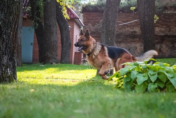 Σκύλος Γερμανικός Ποιμενικός κινείται, παίζει και πηδά σε ένα πράσινο γκαζόν. Γενεαλογικό σκυλί σε εξωτερικούς χώρους σε μια ηλιόλουστη μέρα του καλοκαιριού. — Φωτογραφία Αρχείου