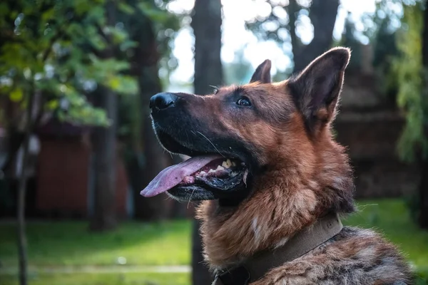 Dog German Shepherd zit op groen gazon en doet zijn mond open. Laat zijn tong zien. — Stockfoto