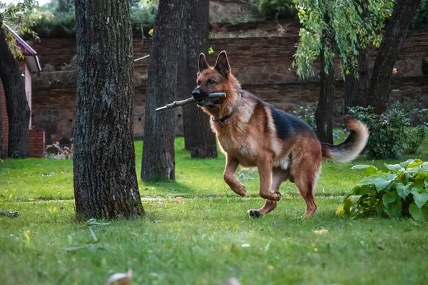 Dog German Shepherd plays with a wooden log on green grass. Beautiful Summer Outdoor Nature.