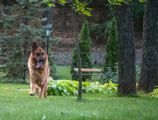 Kutya német juhász mozog, játszik és ugrál a zöld gyep. Törzskönyvezett kutya a szabadban egy napos nyári napon. — Stock Fotó