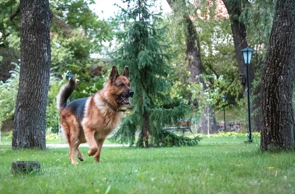 Dog German Shepherd moves, plays and jumps on a green lawn. Pedigree dog outdoors on a sunny summer day.