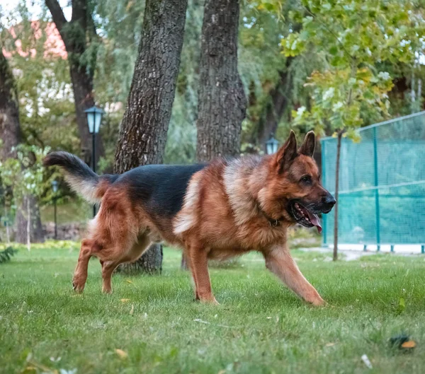 Pes německý ovčák se pohybuje, hraje a skáče na zeleném trávníku. Rodokmen pes venku za slunečného letního dne. — Stock fotografie