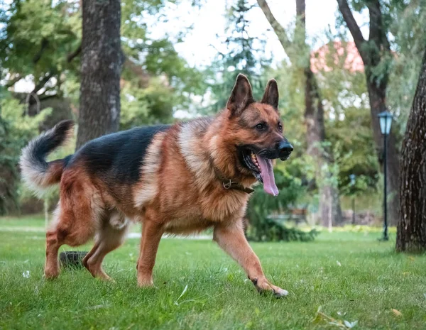 Dog German Shepherd moves, plays and jumps on a green lawn. Pedigree dog outdoors on a sunny summer day.