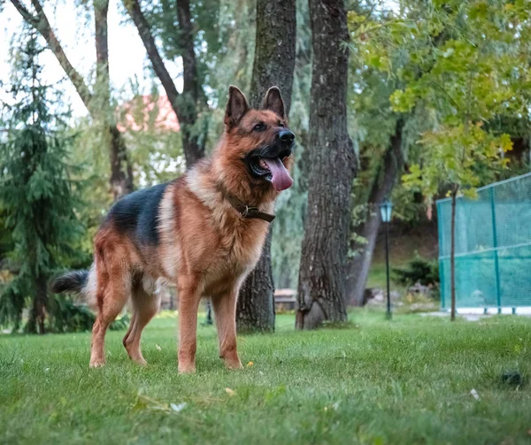 Kutya német juhász mozog, játszik és ugrál a zöld gyep. Törzskönyvezett kutya a szabadban egy napos nyári napon. — Stock Fotó