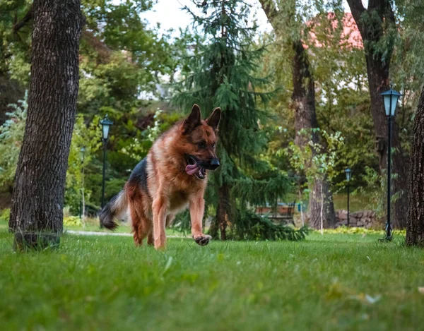 Dog German Shepherd beweegt, speelt en springt op een groen grasveld. Stamboom hond buiten op een zonnige zomerdag. — Stockfoto