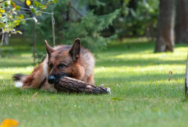 Pies Owczarek niemiecki bawi się drewnianą kłodą na zielonej trawie. Piękne lato na świeżym powietrzu Natura. — Zdjęcie stockowe