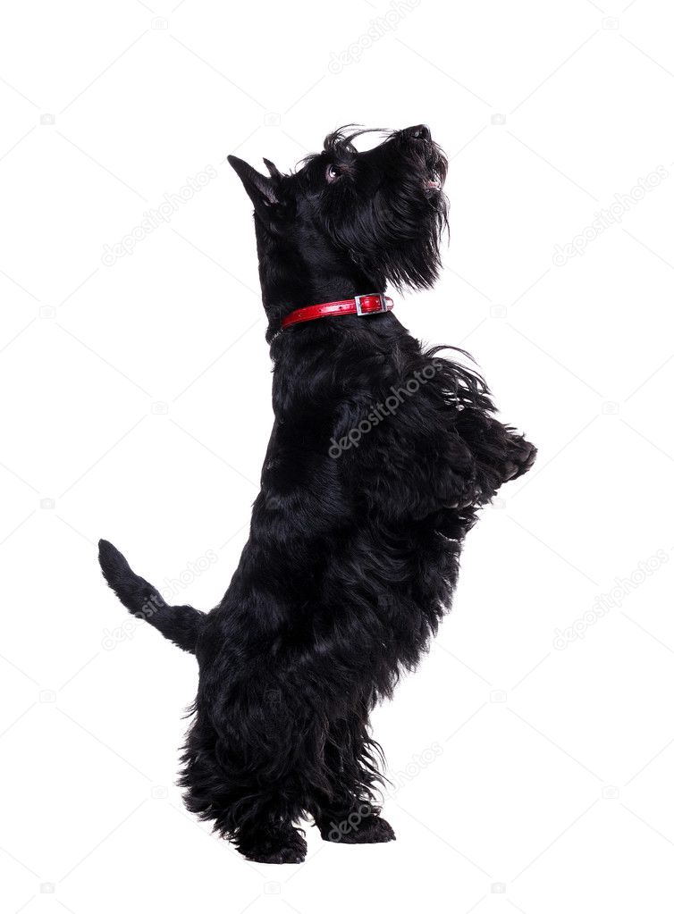 İskoç Terrier İskoç Terrier