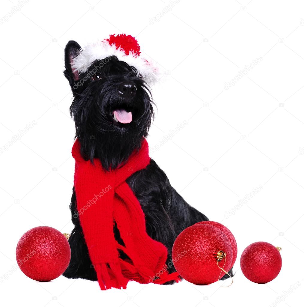 Black scottish terrier wearing christmas outfit on white backgro