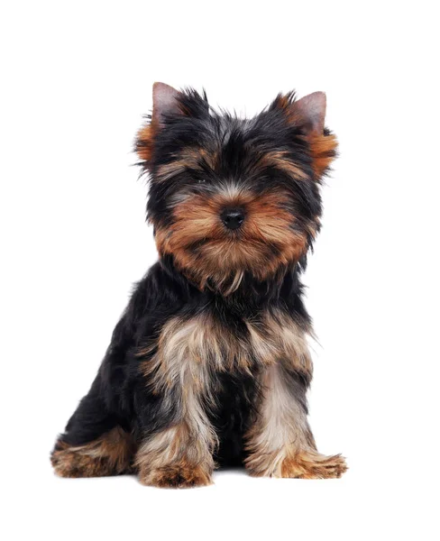 Resultado de imagem para yorkshire puppy