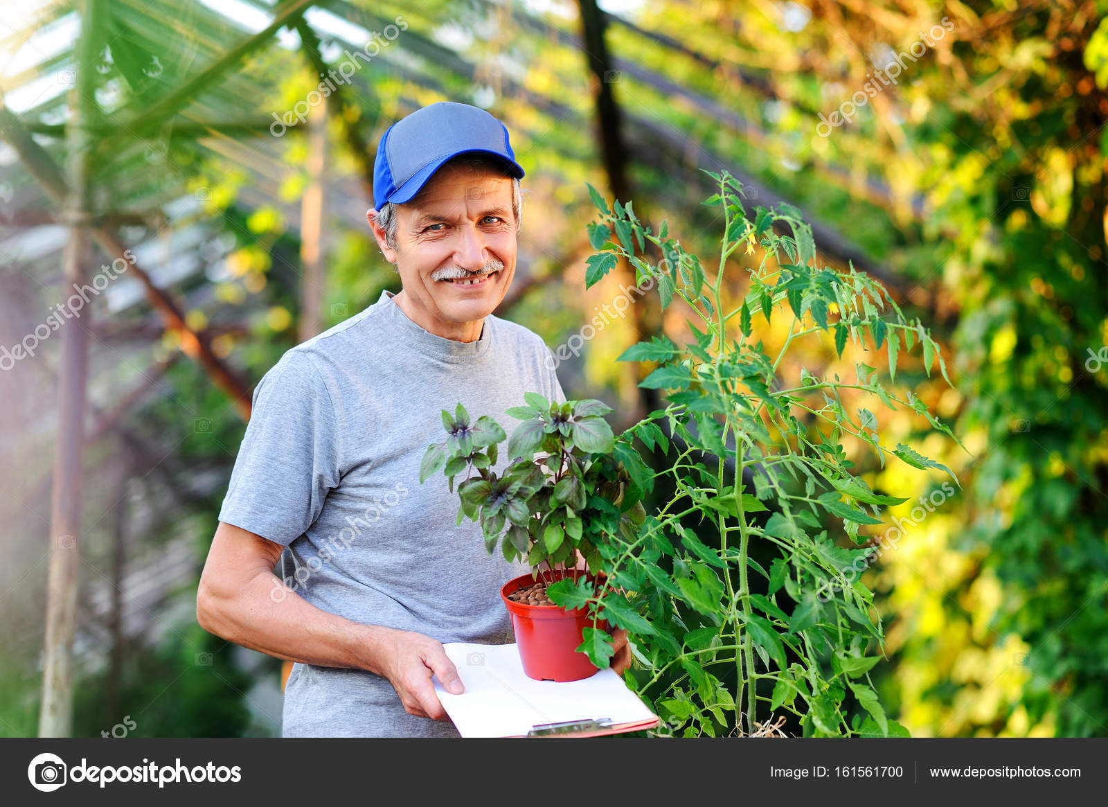 friendly greenhouse worker with pots of green herbs and tomato b greenhouse worker
