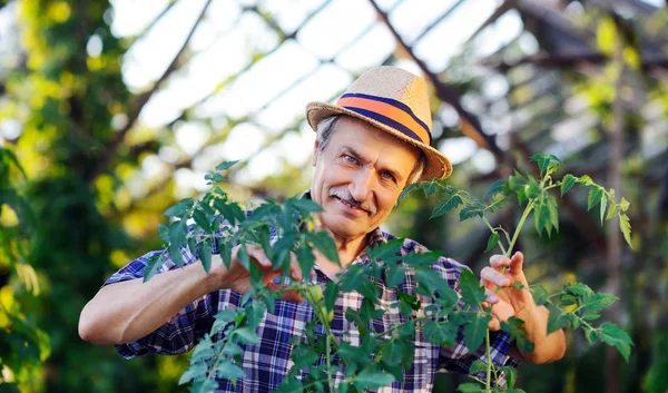 Farmer in a greenhouse with his tomato bush