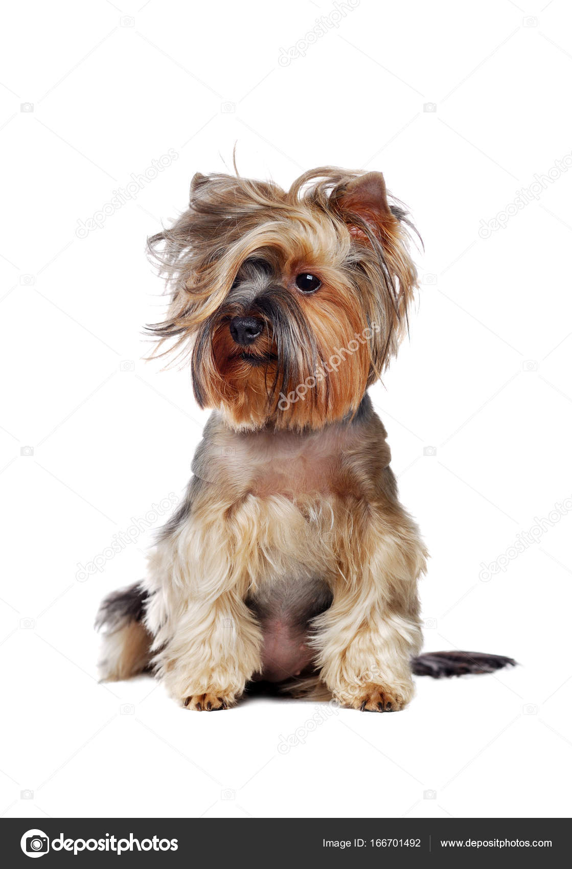 Pics Yorkie Haircuts Styles Yorkshire Terrier With Wavy