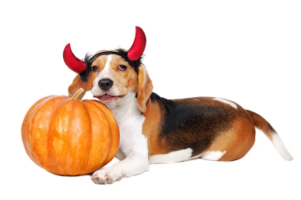 Beagle puppy with devil horns headband laying next to pumpkin is