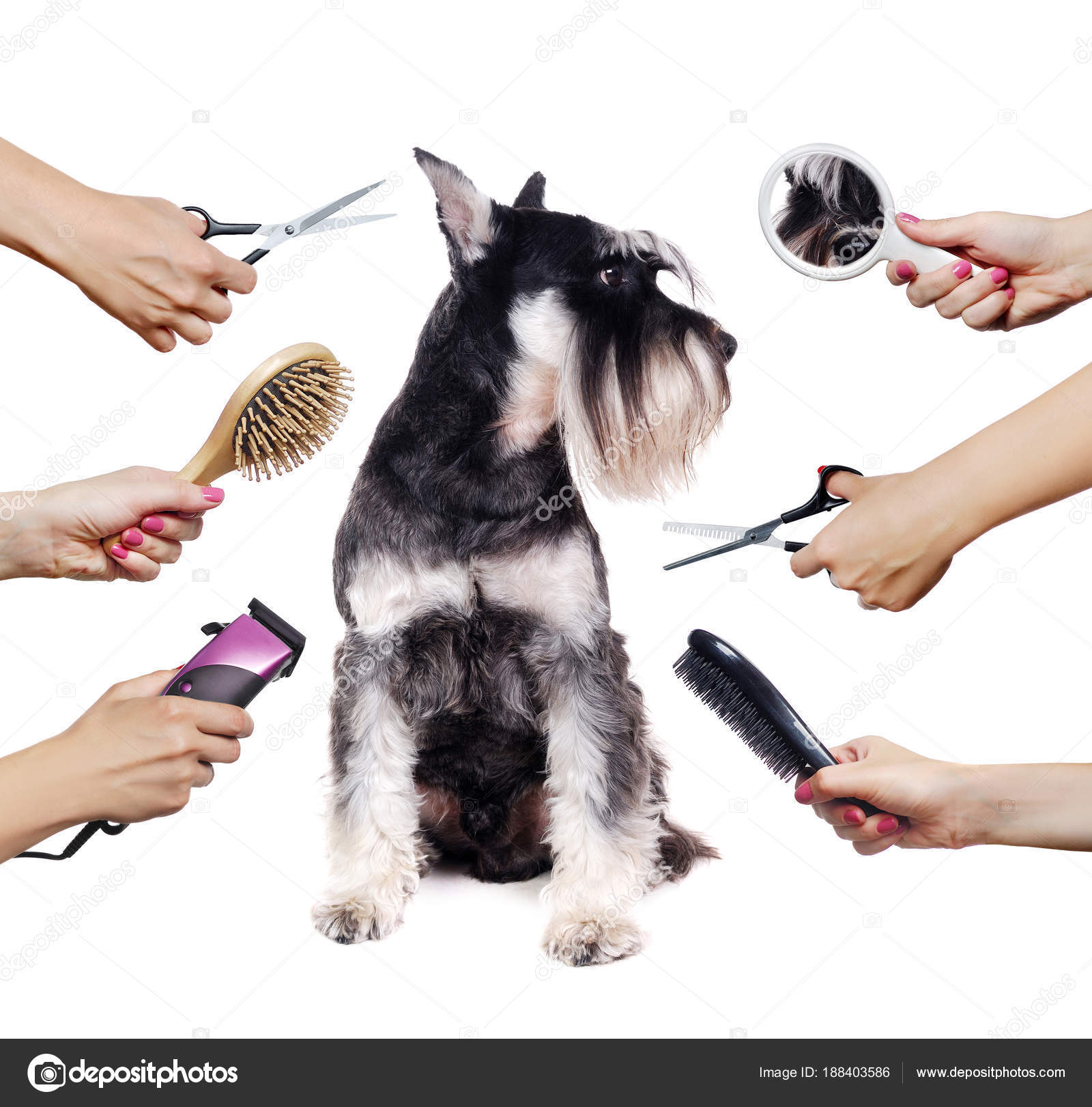 schnauzer grooming tools