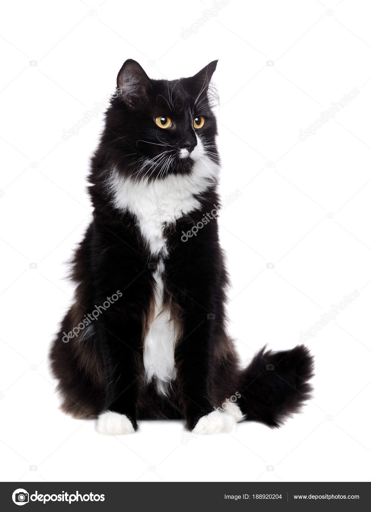 Beautiful Long Haired Black And White Cat Sitting In A White Stu