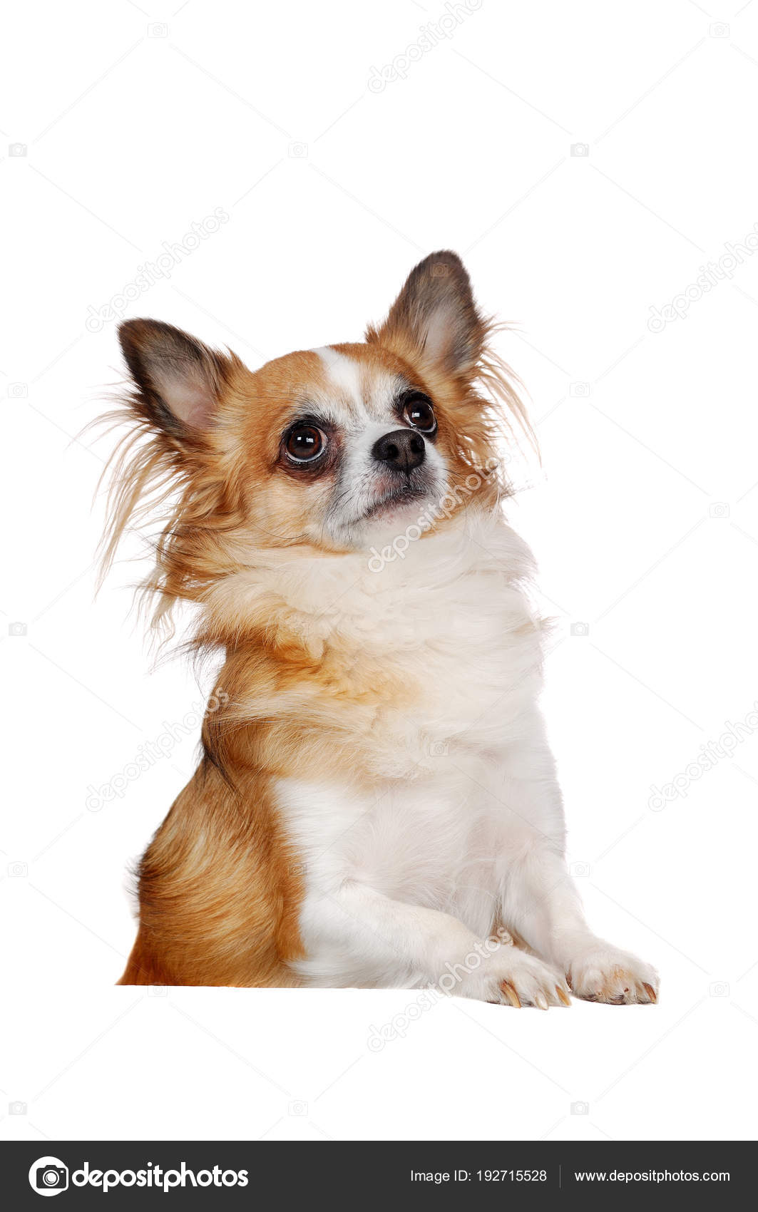 Perro Chihuahua de pelo largo de pie sobre el tablero en