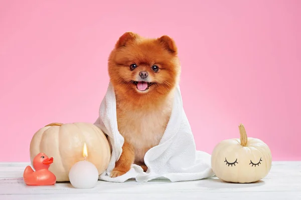 Spitz celebrating grooming style Halloween