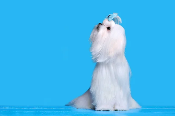 Pretty white lap dog looking to blue background