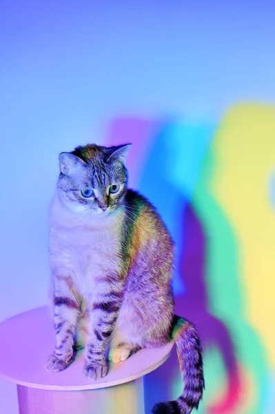 Vertical picture of a cat colored with neon lights