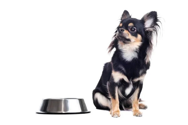 Chihuahua sitting next to the bowl for  food