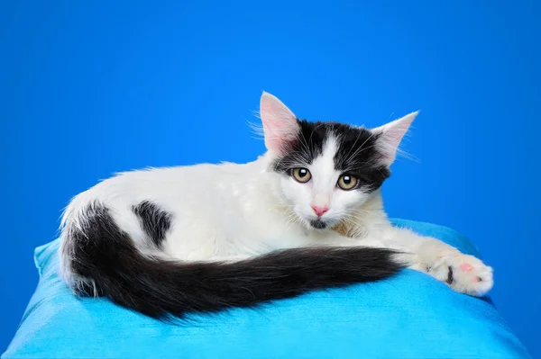 Fluffy kitten laying on the  pillow against blue background