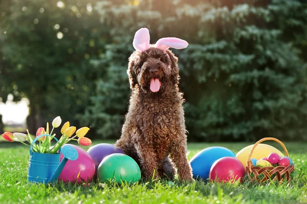 Brown lagotto dog at the Easter party