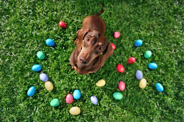 Top view of dachshund dog at the egg hunt