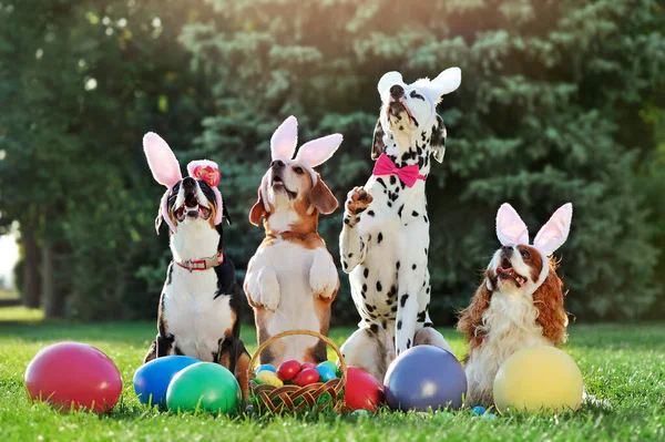 A group of dogs at Easter party looking up