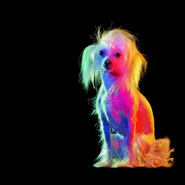 Chinese chrested dog illuminated with gel colorful lights