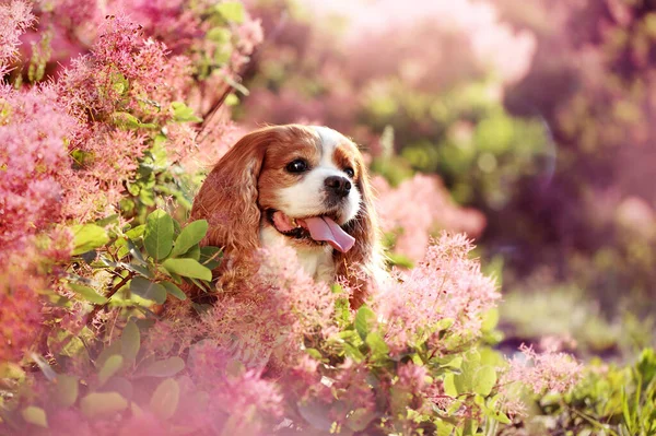 Profile portrait of a king charles spaniel in the blooming bush