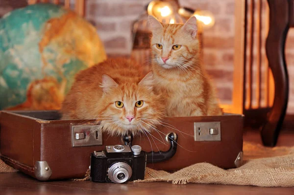 Two red cats sitting in the travel old style suitcase