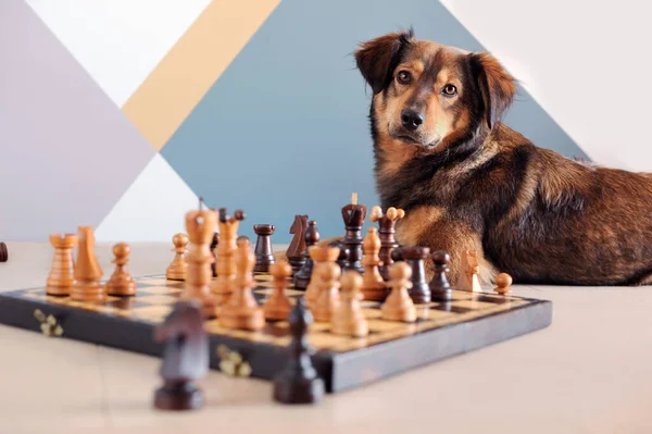 Mixed breed dog playing chess