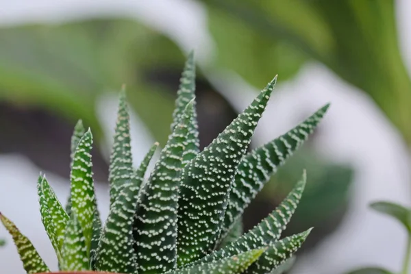 Ev dekorasyonu ve ekimi için yemyeşil sulu ürünlerden biri.