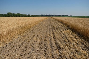 Yazın buğday ve samanla sürülmüş tarla