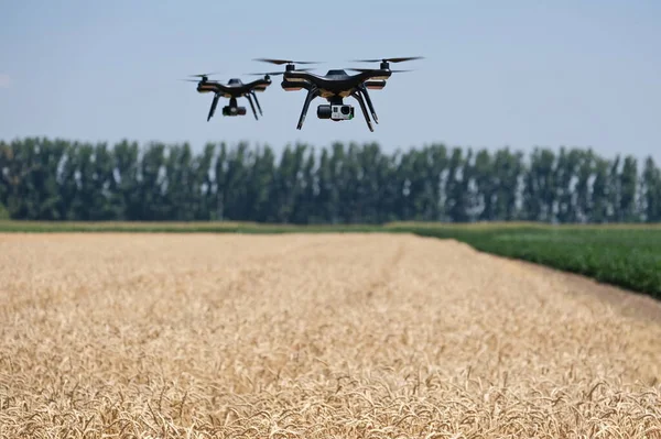 Almaty / Kazakistan - 07.18.2018: İHA tarlanın üzerinde uçar ve hasat durumunu kaydeder