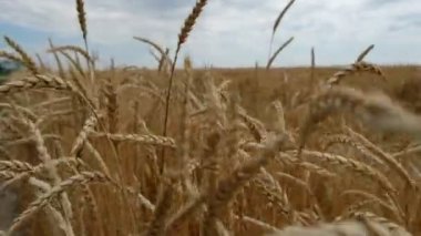 Almaty / Kazakistan - 07.10.2019: Olgun bir buğday tarlası. Saplarından geçerek.