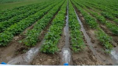 Almaty / Kazakistan - 07.10.2019: Küçük bir çiftlikteki bitkileri sulamak için kanal.