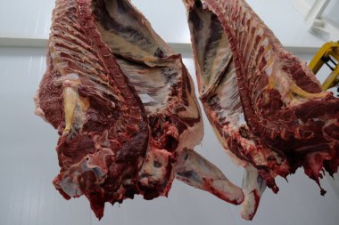 Çiftlikte kocaman et parçaları var.