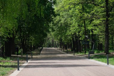 Almaty / Kazakistan - 04.28.2020: Botanik bahçesindeki ağaçlar ve çalılar