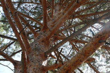 Almaty / Kazakistan - 04.28.2020: Botanik bahçesindeki ağaçlar ve çalılar