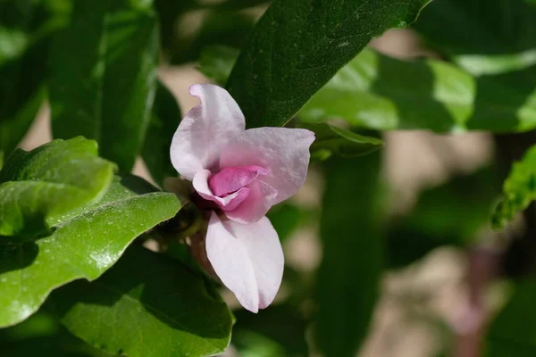 Almaty Kazakstan 2020 Den Första Magnolia Blomman Den Botaniska Trädgården — Stockfoto