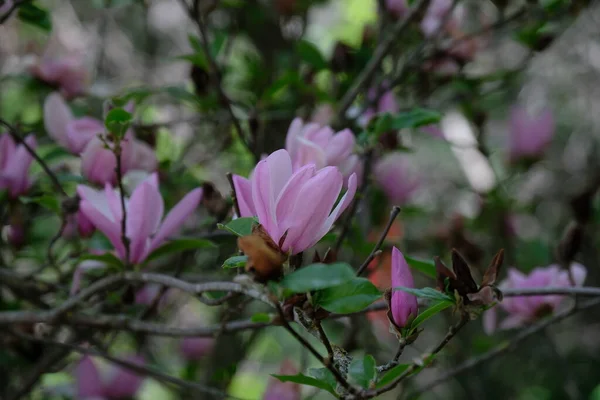Almaty Kazachstan 2020 Eerste Magnolia Bloesem Botanische Tuin — Stockfoto